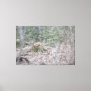 Search for wild fox canvas prints Forest