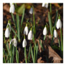 Search for snowdrop art Floral