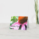Search for coneflowers cards Summer