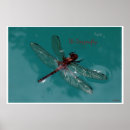 Search for dragonfly flying posters Nature