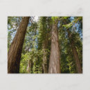 Search for red cedar postcards Danita delimont
