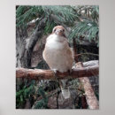 Search for kookaburras posters Bird