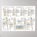 Search for massage posters Acupuncture