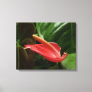 Search for calla lily canvas prints Nature