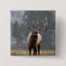 Search for elks badges Wildlife