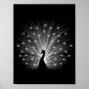 Search for white peacock posters Modern