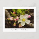 Search for malu postcards Apple