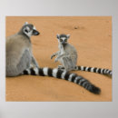 Search for ring tailed lemur art Madagascar