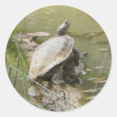 Search for pond turtle stickers Tortoise