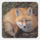 Search for vulpes stickers Anwr