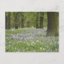 Search for bluebell flowers postcards Season