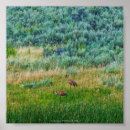 Search for sandhill posters Birds