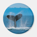 Search for humpback magnets Sea