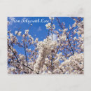 Search for tokyo postcards Cherry blossom
