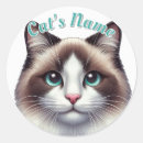 Search for ragdoll cats stickers Birman