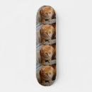 Search for dog skateboards Pet