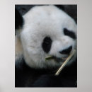 Search for black and white bear posters Panda
