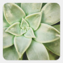Search for succulent plant stickers Leaves