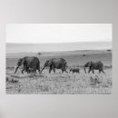 Search for black and white elephant art Africa