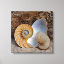Search for pictures of shells art Photography