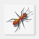 Search for bug pictures magnets Insect