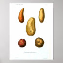 Search for potato posters Vegetables