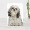 Search for tibetan cards Photography