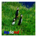 Search for puffin gifts Iceland
