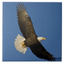 Search for haliaeetus tiles Nature