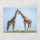 Search for blue giraffe postcards Safari