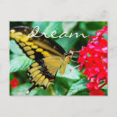 Search for butterfly dreams postcards Inspirational quote