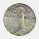 Search for ground squirrel magnets Squirrels