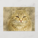 Search for pretty kitty postcards Cat
