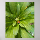 Search for ladybirds posters Plant