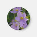 Search for periwinkle magnets Floral