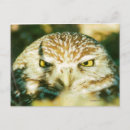 Search for rly Owl