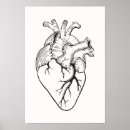 Search for cardiology art Anatomy