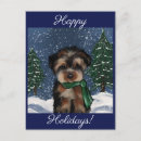 Search for yorkie lover postcards Yorkies