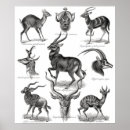 Search for antelopes posters Gazelle