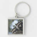 Search for raccoon key rings Racoon