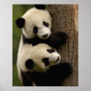 Search for wolong posters China