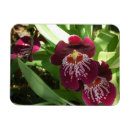 Search for orchids magnets Garden