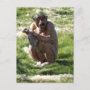 Search for chimpanzee postcards Animals