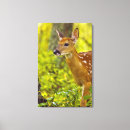 Search for fawn canvas prints Young animal