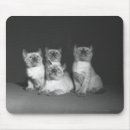 Search for siamese standard mouse mats Indoors