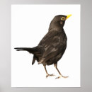 Search for birder posters Wildlife