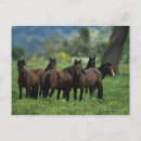 Search for mustang wild horses postcards Mountains