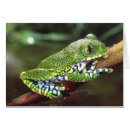 Search for leptopelis Treefrog