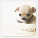 Search for chihuahua puppy stickers Small