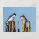 Search for animals of north america postcards Pair